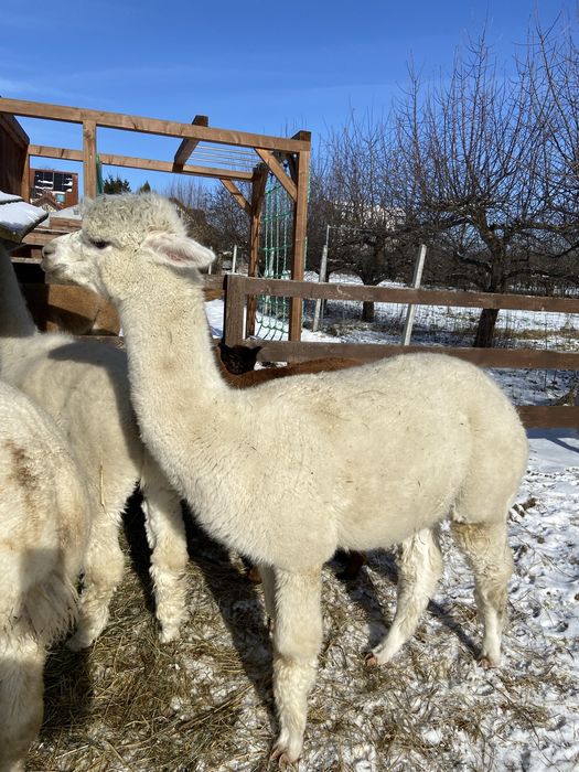 Alpaka, alpaki młody samiec sprzedam