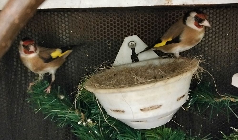 Bom casal pronto a criar  aceito troca