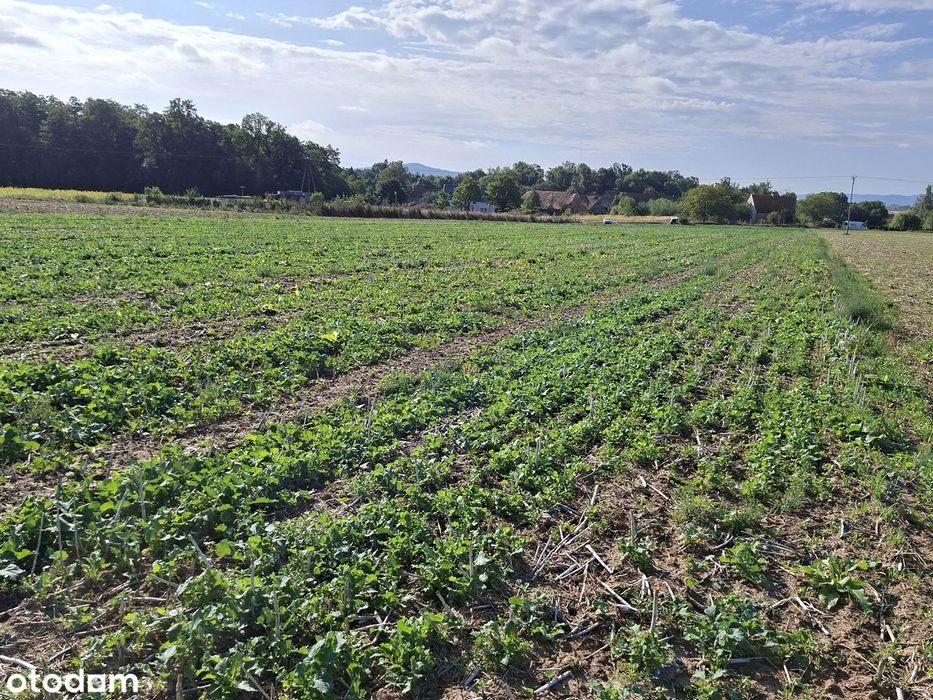 Działka budowlana 5km od Świdnicy cisza spokój przestrzeń sprawdź - Widok 5
