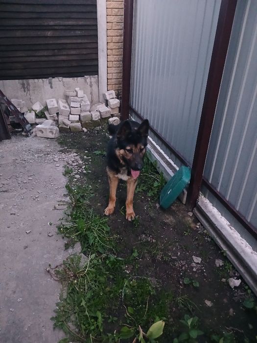 Віддам в добрі руки