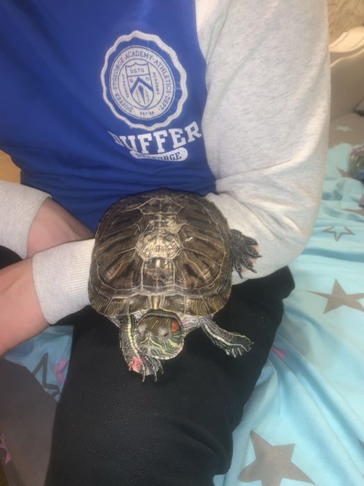 Черепаха красновуха