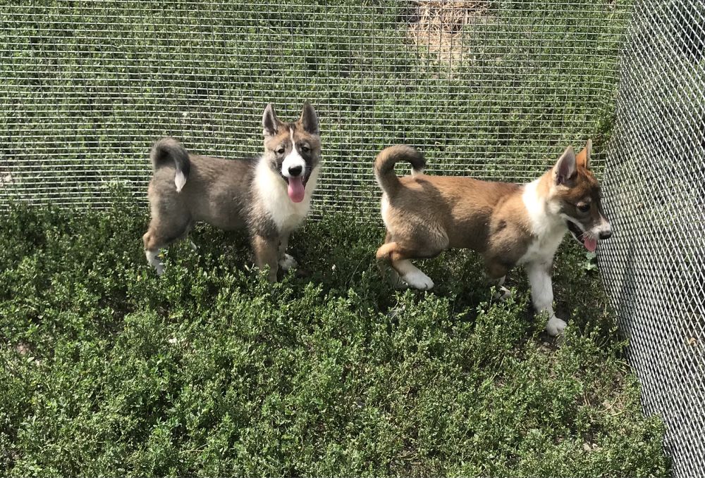 Продаються цуценята ЗСЛ.