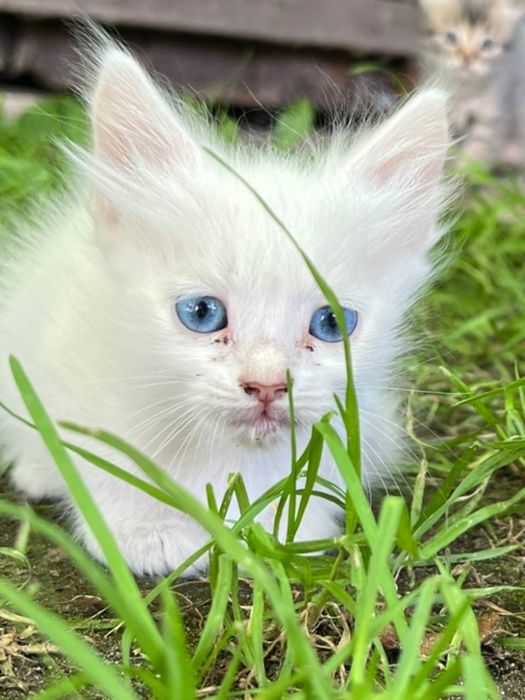 Віддамо безкоштовно кошенят