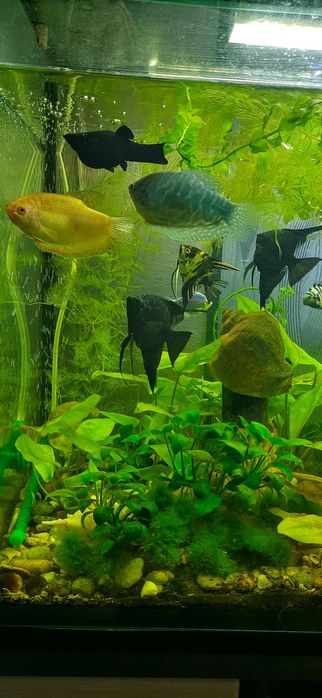 Аквариум-ваш волшебный мир. Цена 20грн/литр