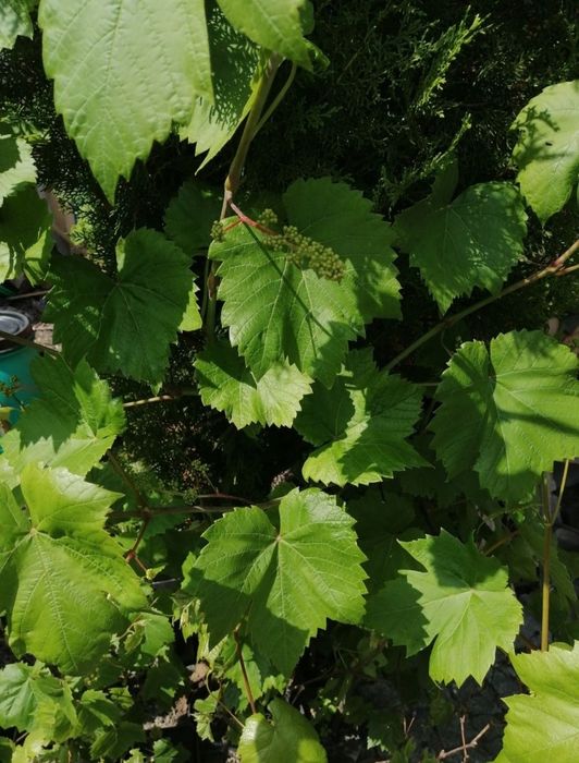 Winogron - winorośl - winorośla - winogrona - sadzonki