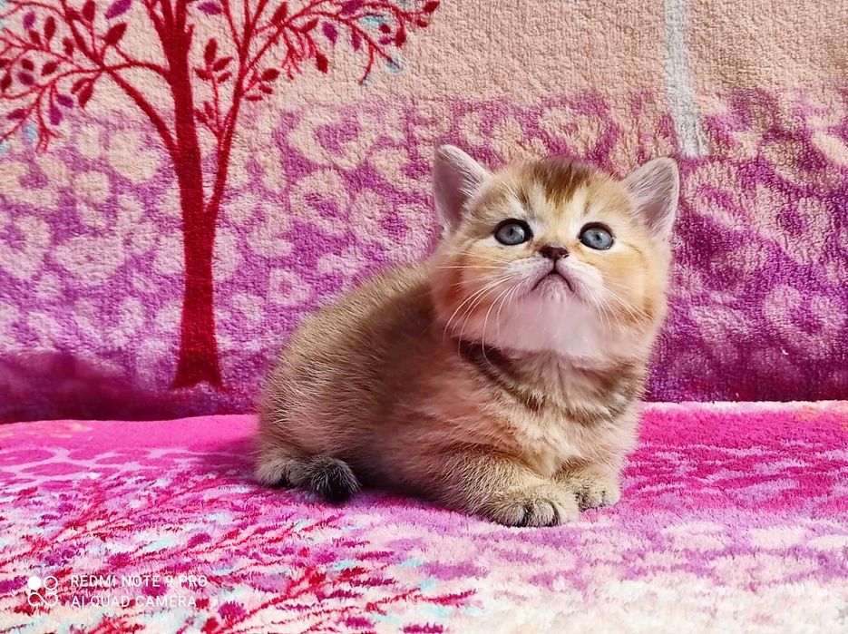 Очаровашка дівчинка красунечка шотландська