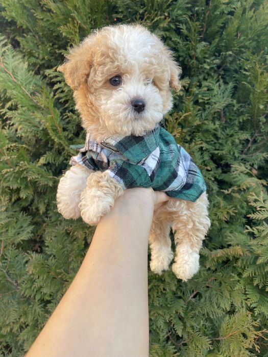 Цунятка міні мальтипу