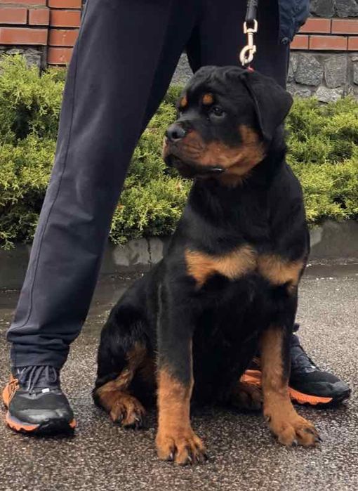 Хлопчики ротвейлера від елітних батьків чемпіонів України.