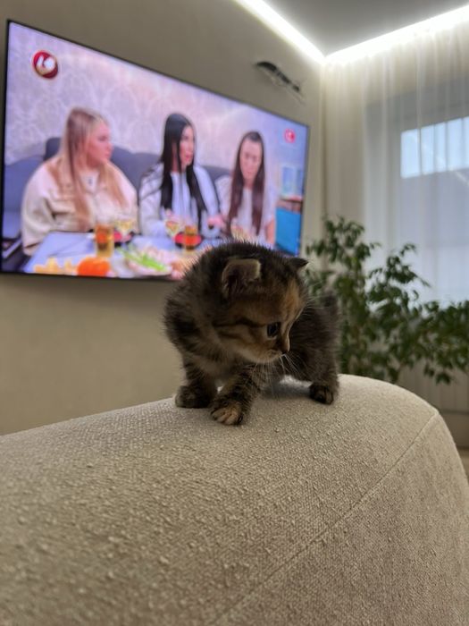 Котята девочки веслоушки и прямоушки