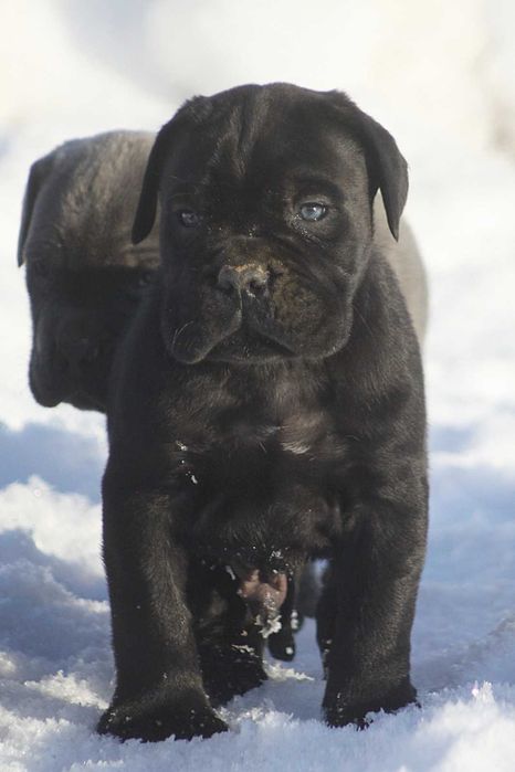 Серйозний чорний хлопчик КСУ