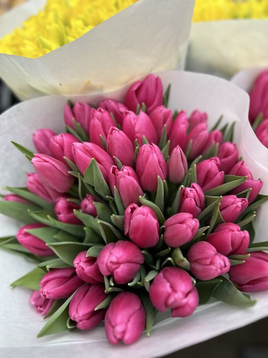 Тюльпани оптом з теплиці