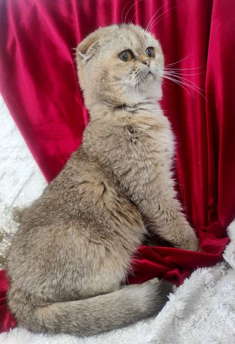 Золотий котик шиншила висловушка 6 міс