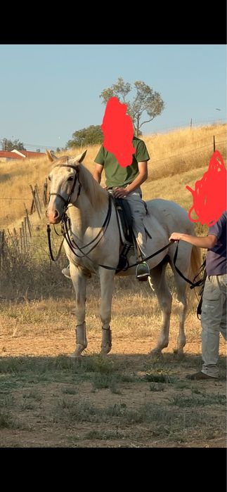 Cavalo lusitano PSL  ferro JCL