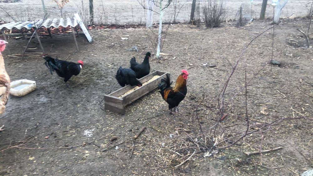 Домашній півень/петух)