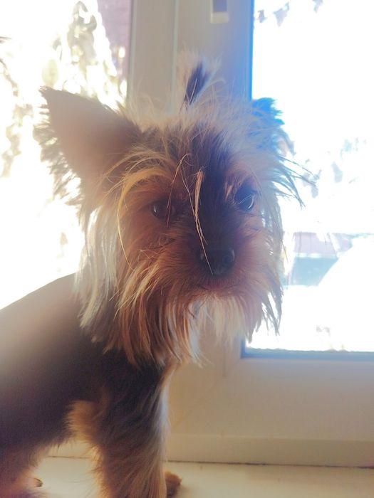 Міні йоркширський тер’єр запрошує на в’язку Сквира