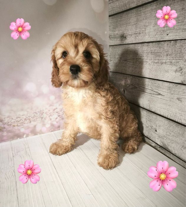 Харизматичні цуценята Кавапу.