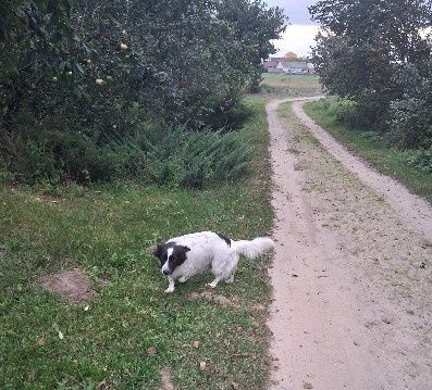 Oddam dorosła suczke