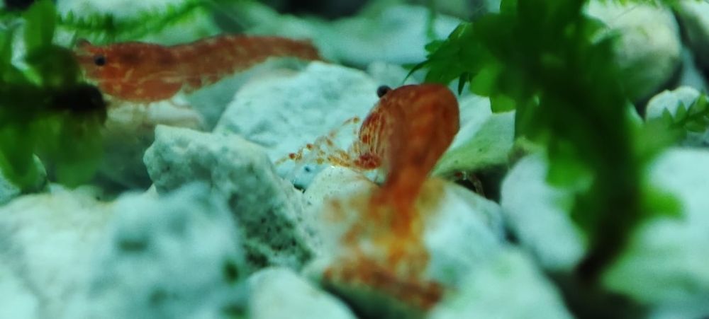 Krewetki Red Cherry Neocaridina