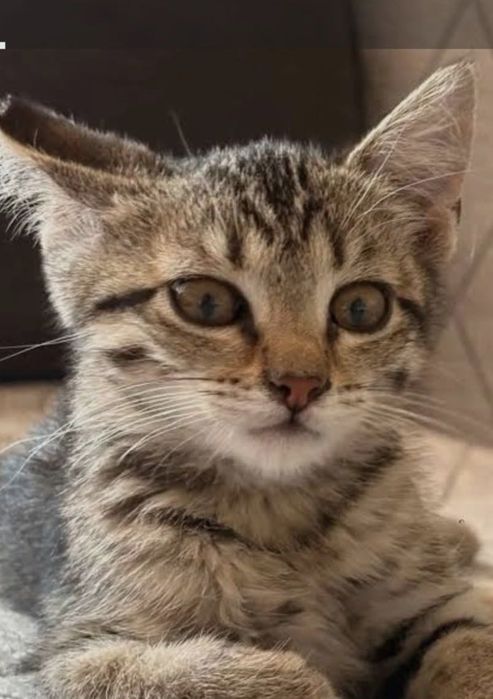 Котята обработаны от паразитов.