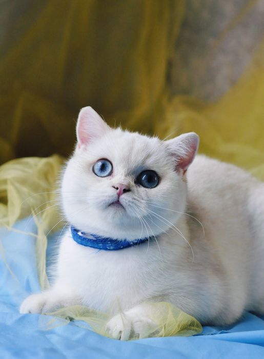 British shorthair ny1133