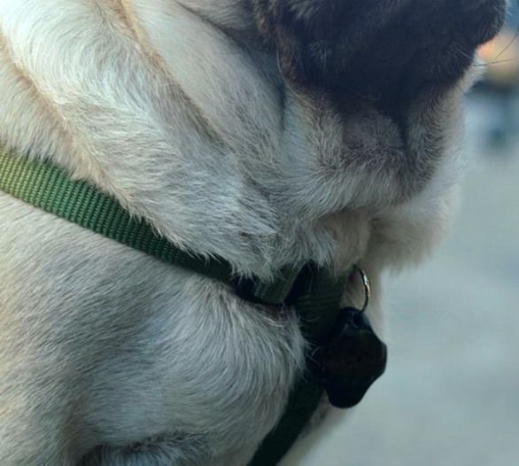 Lapa - Encontre chaves, gatos, cães, tudo