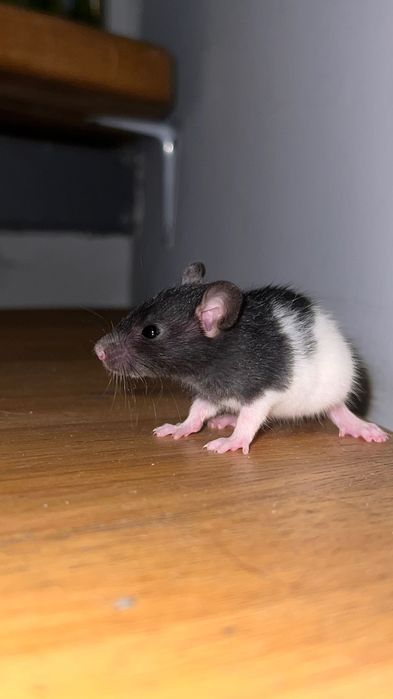 новонароджені щурики, продаю