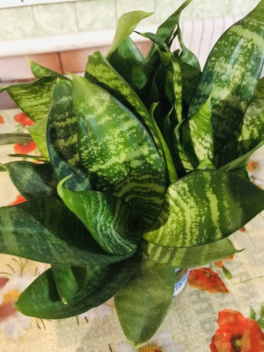 Квіти- Сенсевієрія