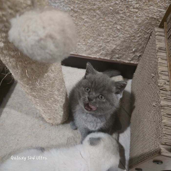 Чистокровна дівчинка готова до переїзду