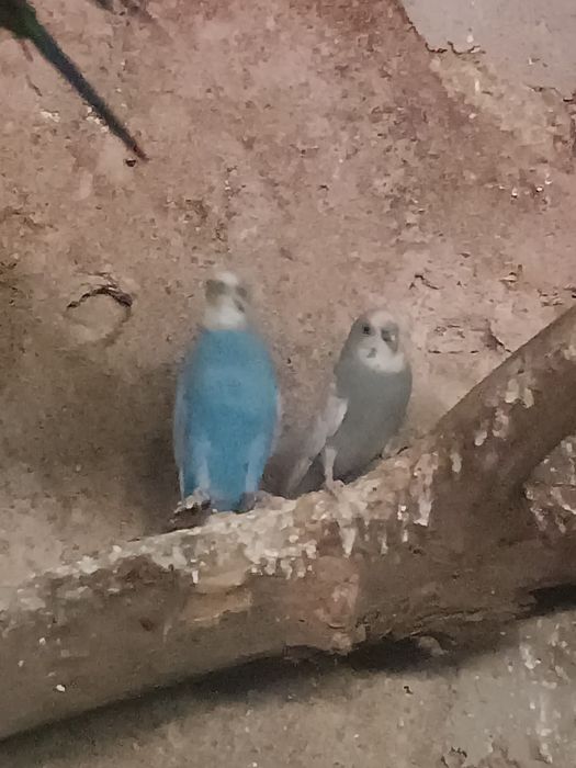 Piriquitos para vender