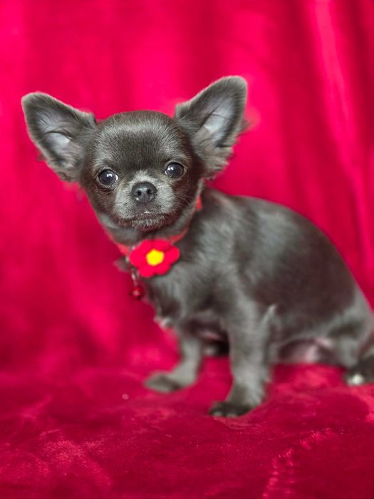 Chihuahua sunia blue XS
