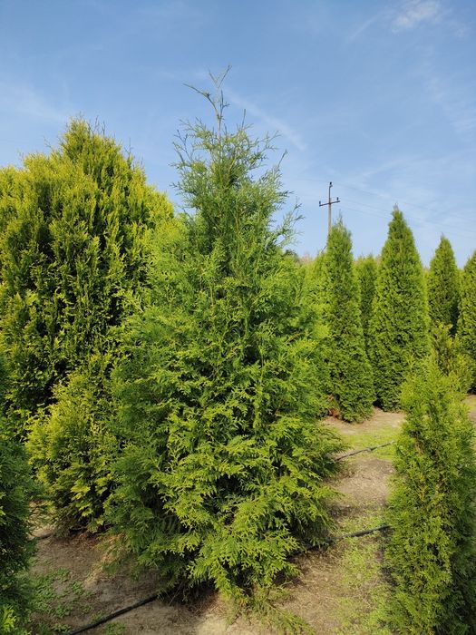 Tuje tuja SZMARAGD zimozielona wysoka 250 cm, szeroka na 80cm-130zł