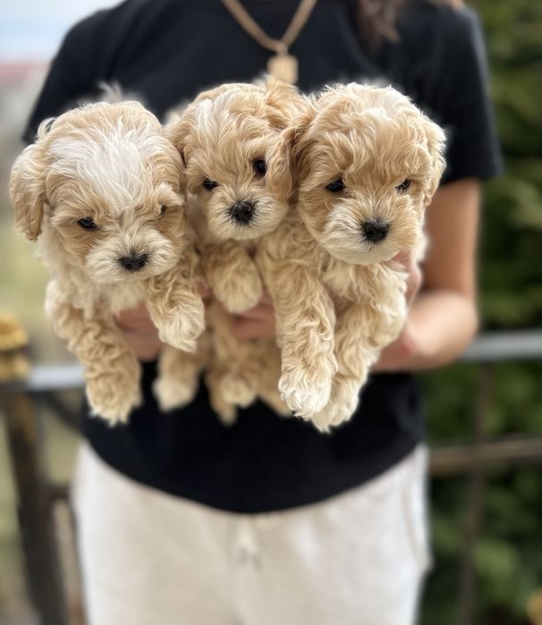 Ідеальний варіант vip maltipoo