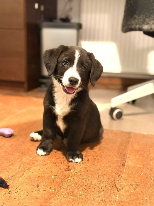 Śliczny, fantastyczny, radosny, kochany ok 4 mies piesek szuka domu