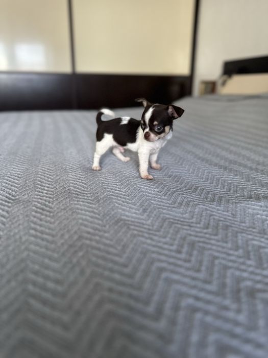 Menino Chihuahua super mini