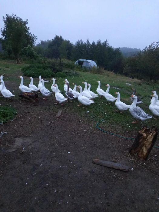 Gęsi z wolnego wybiegu