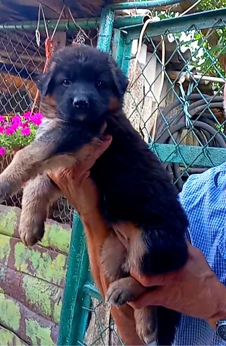 Питомник "THE GOLDEN PATH TO VICTORIY" предлогает роскошных щенков