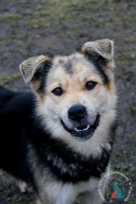 PIĘKNY, MŁODY, WESOŁY, towarzyski, lubi się bawić - adoptuj !!!