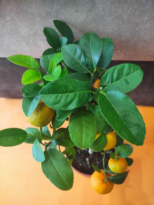 Цитрус Lima Rossa червоний лайм