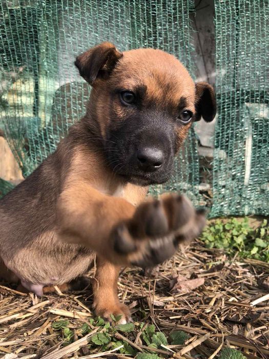 Цуценята,запоріжжя,безкоштовно,віддаємо в гарні ручки