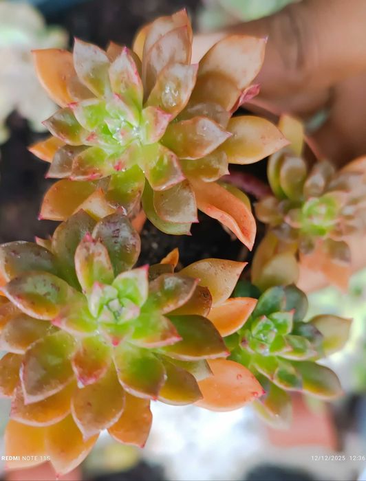 Suculentas de fácil cultivo a 1.50€