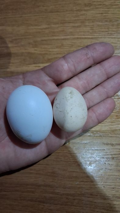 Jaja wiejskie  wolny wybieg