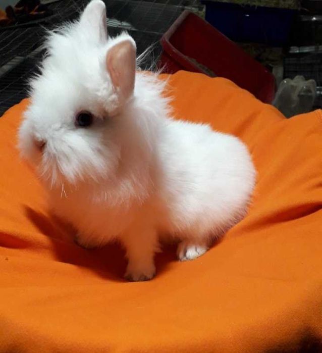 Декоративні кролики,  декоративний кролик.