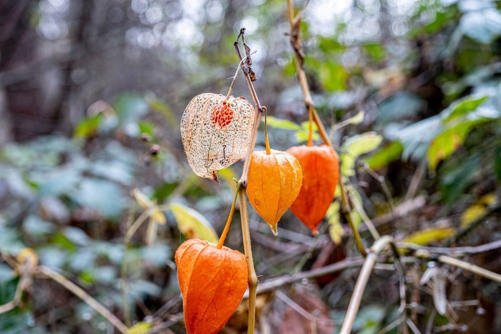 Miechunka Rozdęta (Physalis franchetii) Czerwone Lampiony 2.0L
