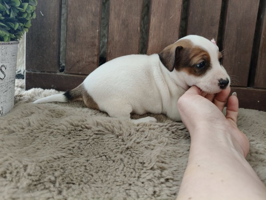 Jack Russel Terrier fêmea