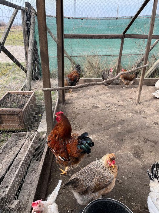 Koguty młode duże Wyandotte