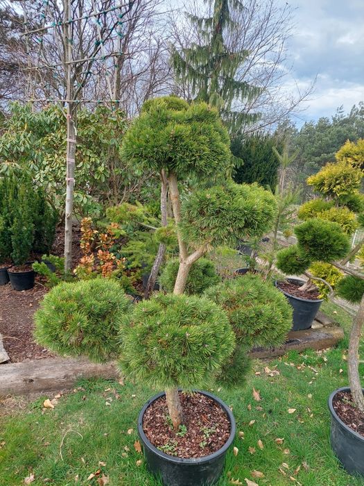 Bonsai, niwaki ogrodowe