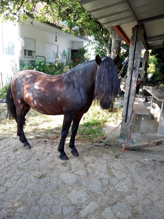 Cavalo Raça Garrano