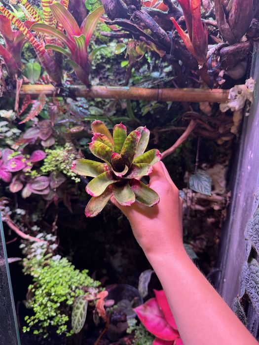 Neoregelia wild tiger terrarium
