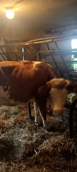 Sprzedam krowe i jałówkę, byczka, ciele