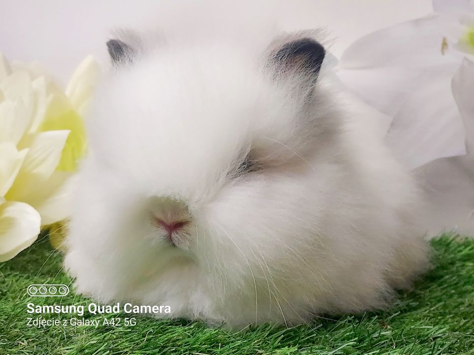 Karzełki Fluffy Teddy puchate